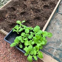 真夏のような一週間と秋野菜の種まきと定植