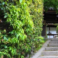 京都　青モミジ100シリーズの松尾芭蕉の金福寺