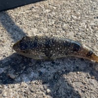 初釣り🎣