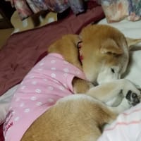 クリンへの想いは尽きなくて・・・317
