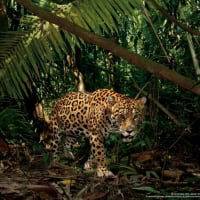 密林で獲物をさがすジャガー(NATIONAL GEOGRAPHIC)