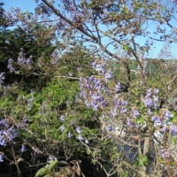 ニセアカシアや桐の花