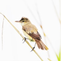 過去の鳥見等～朝のさいたま市のツバメ、ダイサギ、クロイトトンボ、ショウジョウトンボ、コフキトンボ等