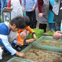 東京で田植えを復活