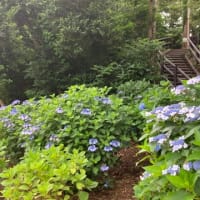 紫陽花に誘われ段を上り下り