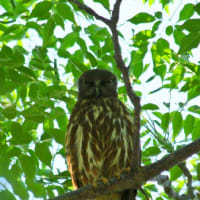 今年もアオバズクが来てくれました～♪♪