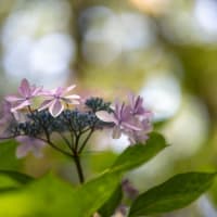 筥崎宮あじさい苑