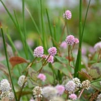 ５月に撮ったお花たち