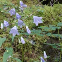 ＮＨＫ野山の植物（剣山）