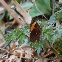 カタクリの里