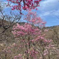 おおさる山乃家～茶の木畑山