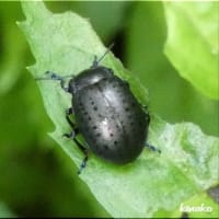 ハッカハムシです(^^)♪。