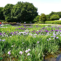 「県立相模原公園」の「水無月園」では「ハナショウブ」が3分咲きへ！！