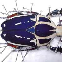 サザナミゴライアス - Beetls breeding BLOG