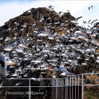 ★三陸復興国立公園　種差海岸　蕪島　～　群　翔　～　1月8日