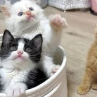 癒される猫ちゃんたちその⑦