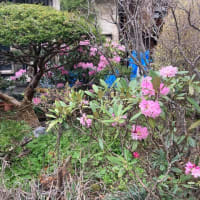 奈良井 下城畑耕運機がけ、上吉屋のシャクナゲ咲きました