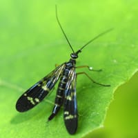イボタノキにウラゴマダラシジミ、イチモンジチョウ、ウスバシロチョウ。ショッキングピンクのシモツケ咲く。変形菌のタマツノホコリ（妻女山里山通信）