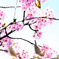 今治市大西町の藤山健康文化公園の河津桜とメジロのコラボ