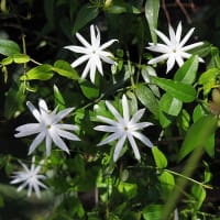 植物図鑑－96　イヌシロソケイ