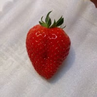 イチゴ農家のこぼれ話（おしり探偵登場！？）
