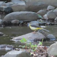 夕暮の白鳥達