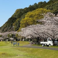 桜満開　湯浦河川緑地公園