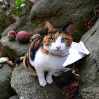 坂の街の猫たち　2025年2月　その7