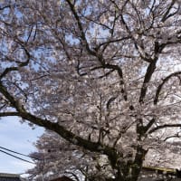菅浦　家庭工場前の桜