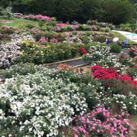 春から夏へ