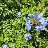 もう紫陽花の季節　溝口四丁目にて