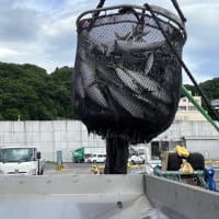 定置網きましたぁ！