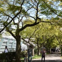 小石川植物園　ソメイヨシノの林で桜を見る人たち　　　　30