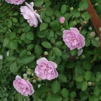 薔薇　レイニーブルー🎥