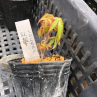 凄い霧でした