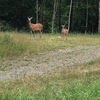 鹿狩り1