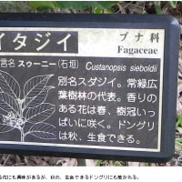 琉球の樹木