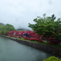 京都府長岡京市の長岡天満宮の参道のキリシマツツジを見て来ました。