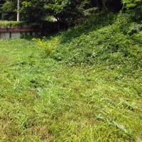 休耕田の草刈り