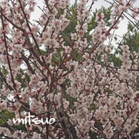 「梅の花が咲きました」　MY　GARDEN　2025.05.06日撮影