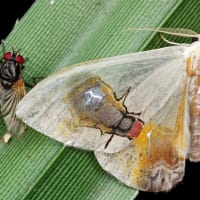 【雑報】進化の謎：蛾の驚異的な羽根模様【これも偶然？】