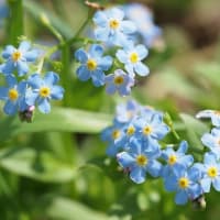 白・紫の花々