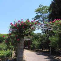 やっぱり春バラ！赤＆ピンク～京都府立植物園2024/5上旬（3）