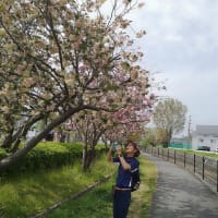 八重桜が見頃