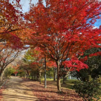 中学マーチング全国大会で銀賞　＆　近くの紅葉　＆　玄関のにわかクリスマス