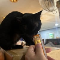 看板猫のいるお店で猫飲み スナック仔猫さん (2408)