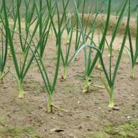 家庭菜園苗植付けほか