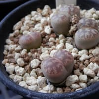 脱皮も終えて...大きくなるばかり？