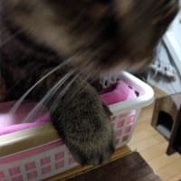 だってこがねだし