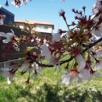 関屋分水の桜４